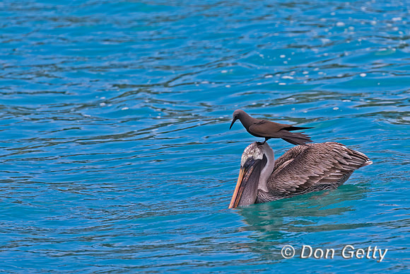 Brown Pelican