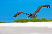 Brown Pelican