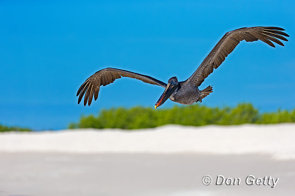 Brown Pelican