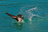 Brown Pelican