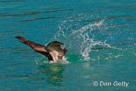Brown Pelican