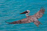 Brown Pelican