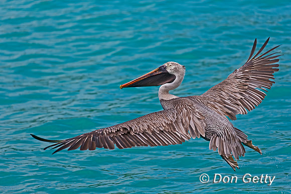 Brown Pelican