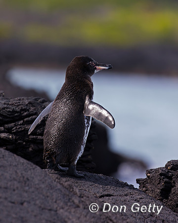 Galápagos Penguin