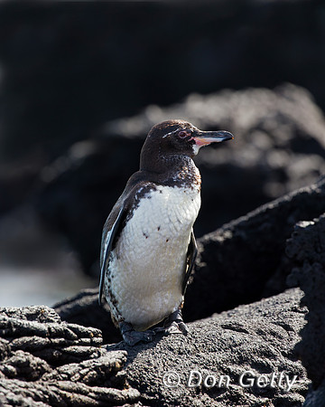 Galápagos Penguin