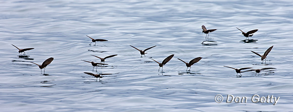 Elliot's Storm Petrel