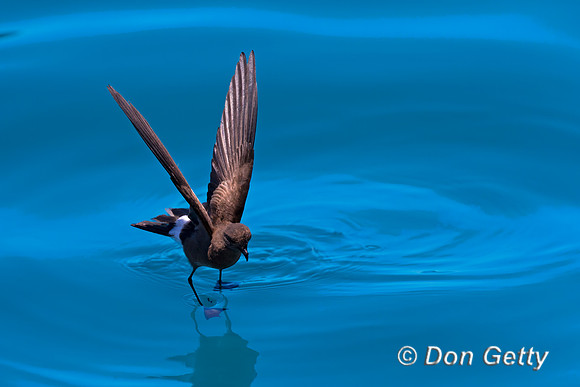 Elliot's Storm Petrel