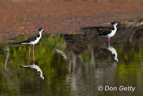 Black-necked Stilt