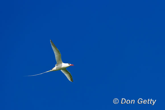 Red-billed Tropicbird