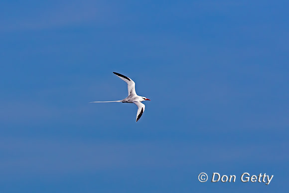Red-billed Tropicbird