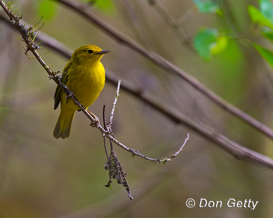 Yellow Warbler