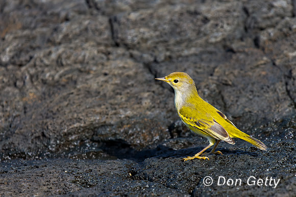 Yellow Warbler