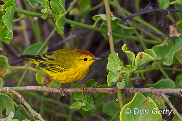 Yellow Warbler