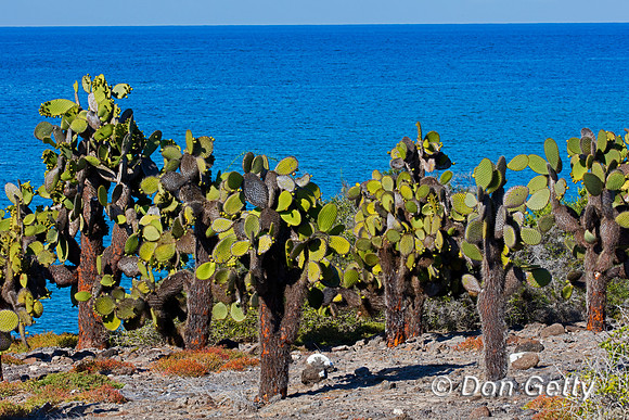 Galápagos prickly pear