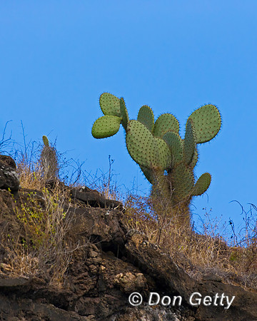 Galápagos Prickly Pear,