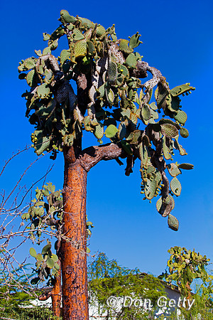 Galápagos Prickly Pear
