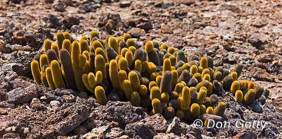 Lava cactus