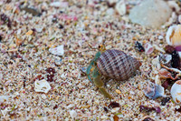 Hermit Crab