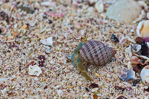 Hermit Crab