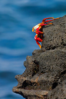 Sally Lightfoot Crab