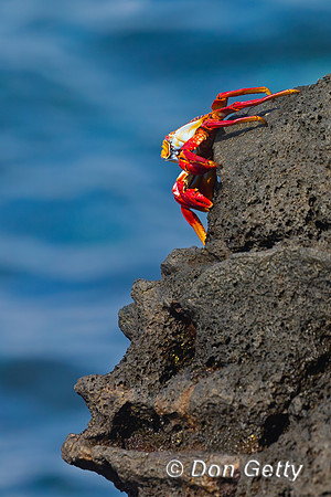 Sally Lightfoot Crab