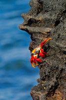 Sally Lightfoot Crab