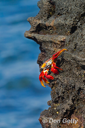 Sally Lightfoot Crab