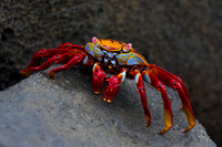 Sally Lightfoot Crab