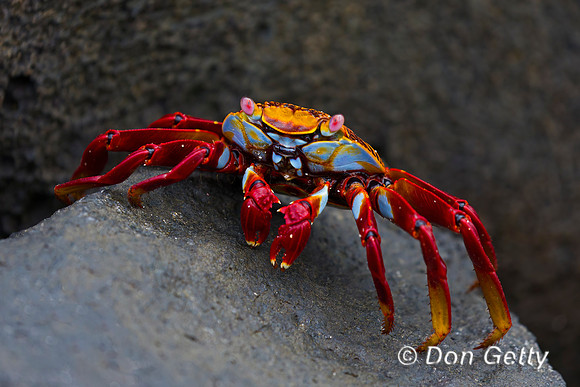 Sally Lightfoot Crab