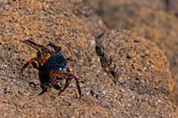 Sally Lightfoot Crab