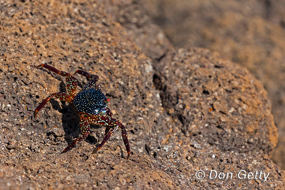 Sally Lightfoot Crab