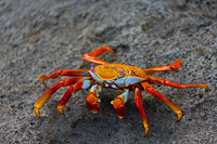 Sally Lightfoot Crab