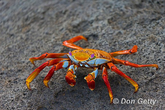 Sally Lightfoot Crab