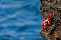 Sally Lightfoot Crab