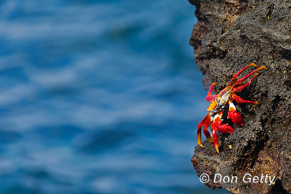 Sally Lightfoot Crab