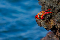Sally Lightfoot Crab