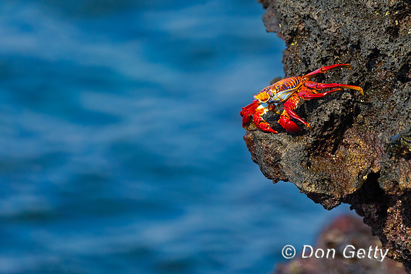 Sally Lightfoot Crab