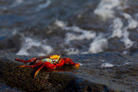 Sally Lightfoot Crab