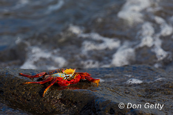 Sally Lightfoot Crab
