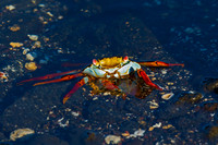 Sally Lightfoot Crab