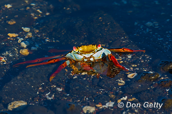 Sally Lightfoot Crab