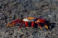 Sally Lightfoot Crab