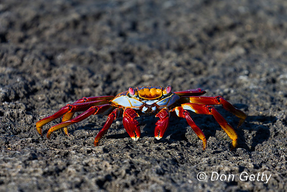 Sally Lightfoot Crab