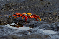 Sally Lightfoot Crab