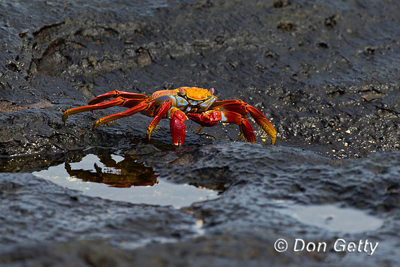 Sally Lightfoot Crab