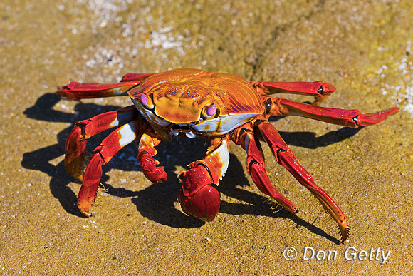 Sally Lightfoot Crab