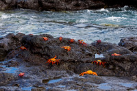Sally Lightfoot Crab