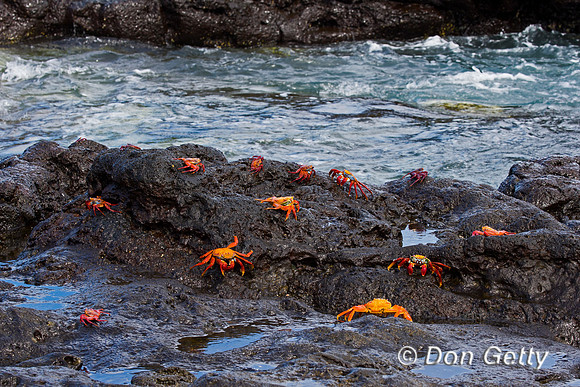 Sally Lightfoot Crab