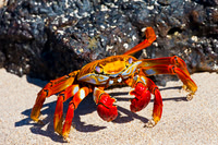 Sally Lightfoot Crab