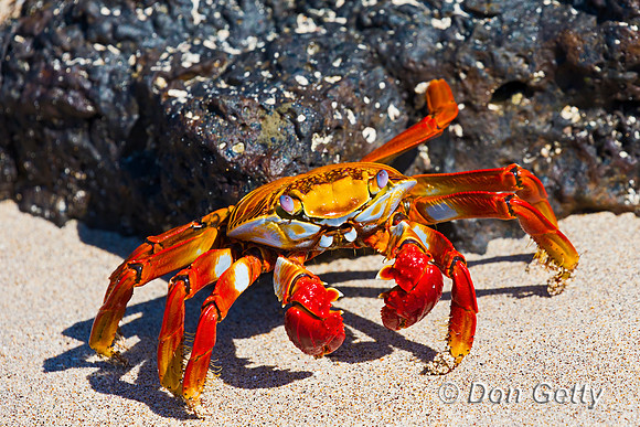 Sally Lightfoot Crab